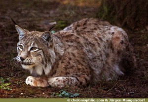 Lynx-lynx