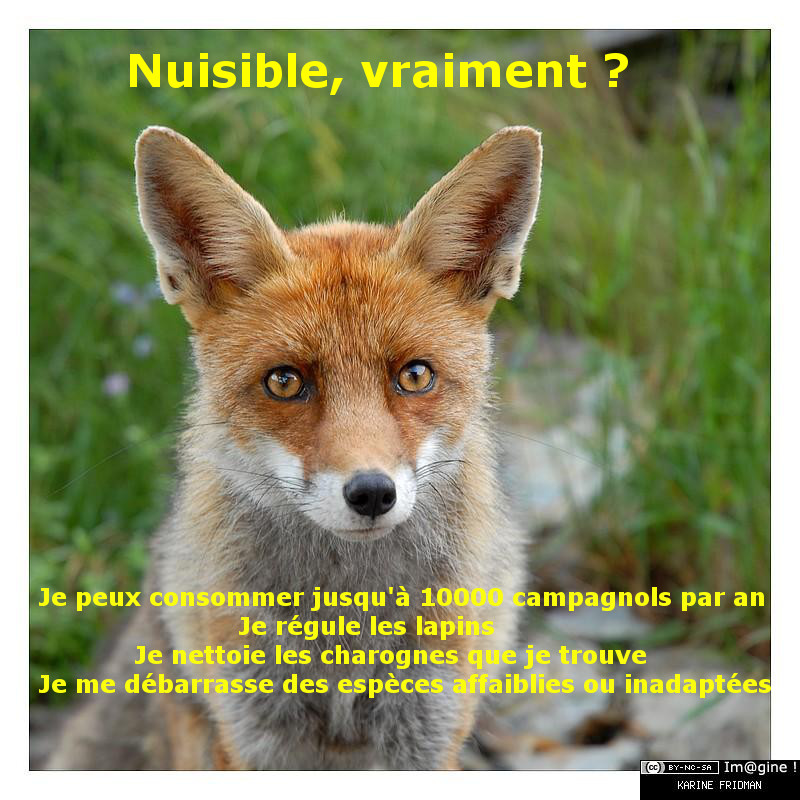 Le renard doit-il encore être classé nuisible dans le Puy-de-Dôme ? -  Clermont-Ferrand (63000)
